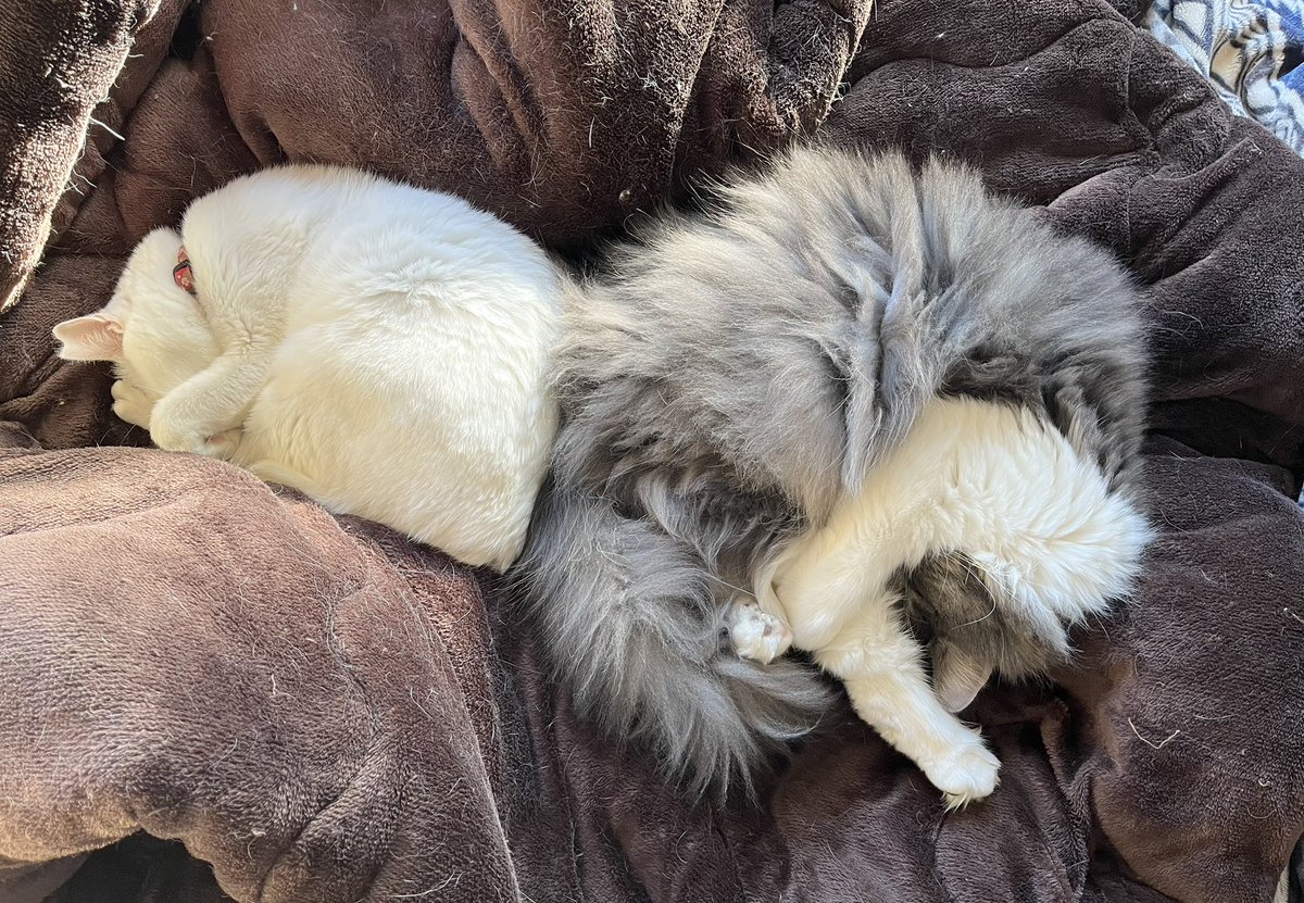 一番仲良くないはずの2人が一緒に寝てる!!!!!うちで1番小さい猫と大きい猫です。 