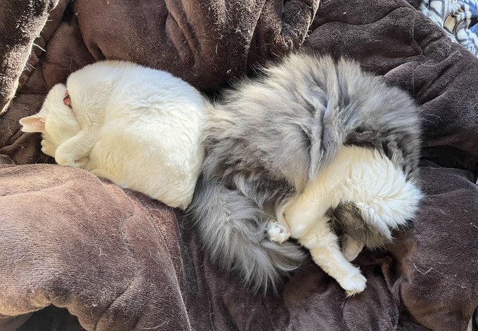 一番仲良くないはずの2人が一緒に寝てる!!!!!うちで1番小さい猫と大きい猫です。 
