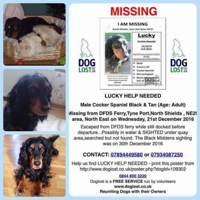 minpin78's tweet image. He IS out there somewhere and most likely still in the #NorthShields #FerryPort area, where he was taken by someone without reporting the incident to the Police, so please stay vigilant and let this be year of the Reunion of a Lifetime! Please @HelpFindLucky