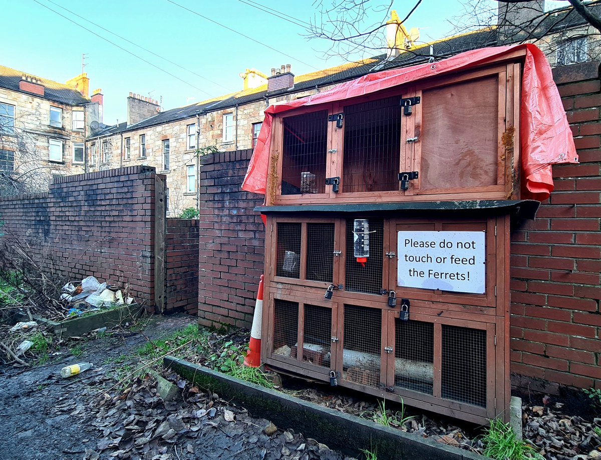 is_glasgow's tweet image. Of all the random things I've come across on the back lanes of Glasgow, this was one of the most unexpected.

#glasgow #keepglasgowweird #ferrets #backlanes #weird #garnethill