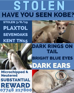tahoe leigh🐎 (@minpin78) on Twitter photo SOMEONE must know where this distinctive boy now lives and, whilst counting on the possibility of him having been made into a housecat, with the lawchange on microchipping so please look at windowsills & porches too where he could be found! Please do your best to <a href="/FindKobe/">Find Missing Kobe TN15</a> SOMEONE must know where this distinctive boy now lives and, whilst counting on the possibility of him having been made into a housecat, with the lawchange on microchipping so please look at windowsills & porches too where he could be found! Please do your best to <a href="/FindKobe/">Find Missing Kobe TN15</a>