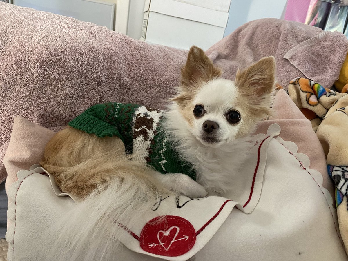 BittyBoiPup's tweet photo. Trying to stay warm this winter https://t.co/DkR9Pavyxb