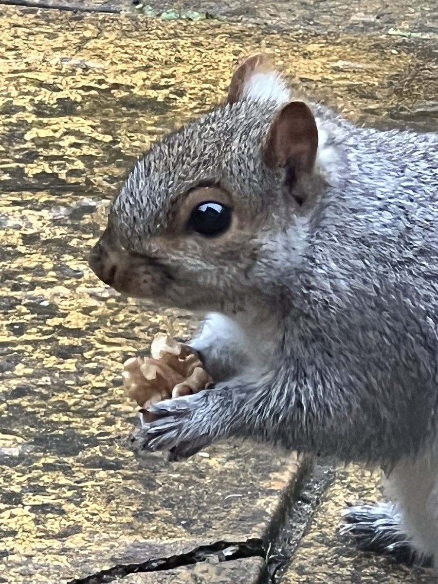 Pedro Rocha tweet media