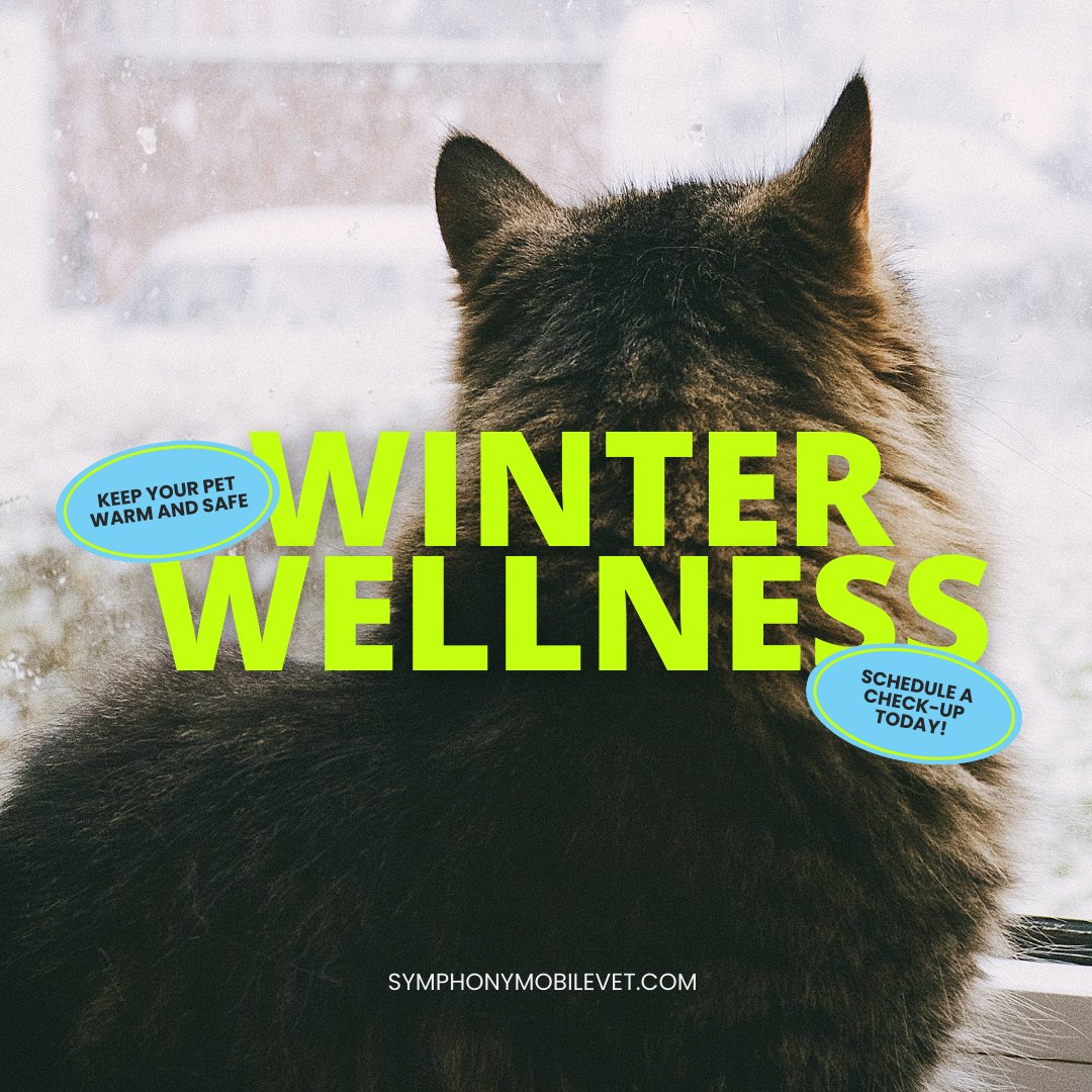 SymphonyVet's tweet image. Cold weather can be tough on pets. Limit their outdoor time and protect their paws from ice and salt. Book a winter wellness check! #ColdWeatherPets #WinterSafety