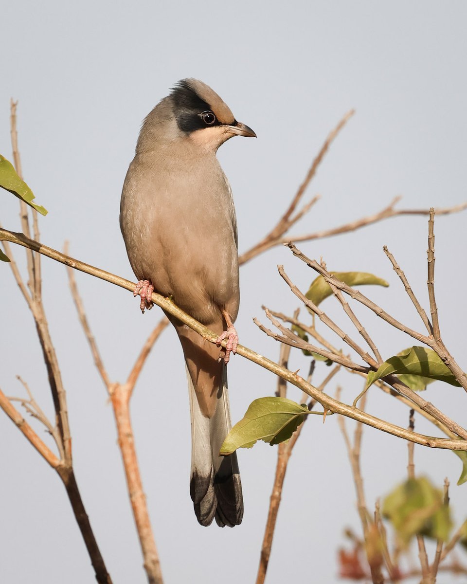 DaveRead18's tweet image. Well, that brings my Kuwait trip to an end. I've had a great time and seen some amazing birds. It's difficult to choose a bird of the trip, but perhaps that title has to go to the Hypocolius.