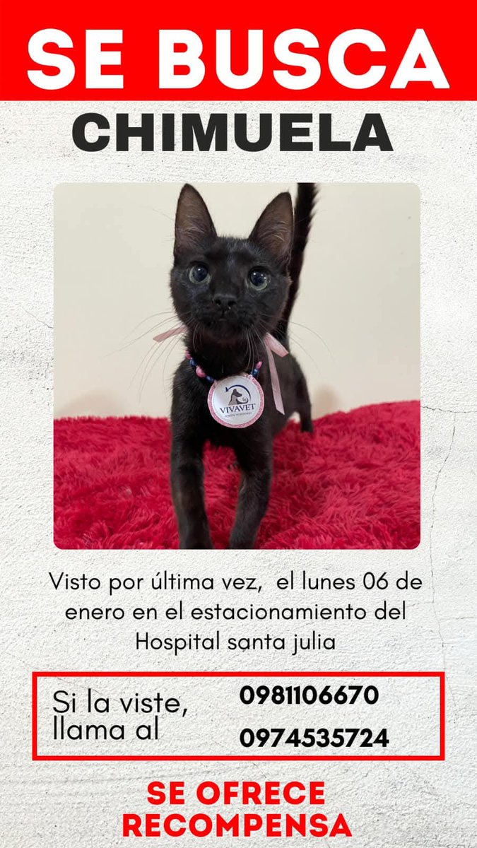 Buscamos a chimuela RT