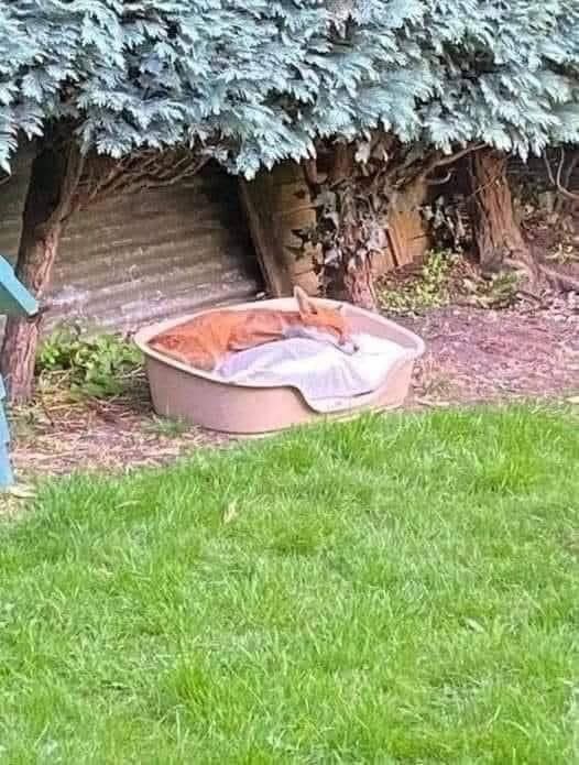 Hi I posted a couple days ago about mr fox sleeping in the bed I got him and here he is this evening.
A few of the comments made quite upset me so I want to put this straight….
I’m not doing this for me …. He has been coming to my garden since I moved in 9 weeks ago and is very