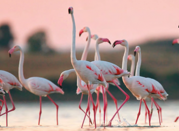 The seas around Italy are teeming with life and its coastline boasts a thrilling array of natural wonders.

Jenny Oldaker explores a few of its highlights: italytravelandlife.com/italianews/top…