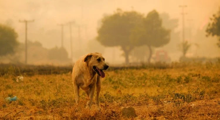 Une pensée pour toutes les victimes, humaines et animales, tragiquement disparues dans les terribles incendies en Californie. 

Certaines familles évacuées ont dû, dans l'urgence, abandonner leurs animaux face aux flammes.

We are with you <a href="/PasadenaHumane/">Pasadena Humane</a>  ✊💪