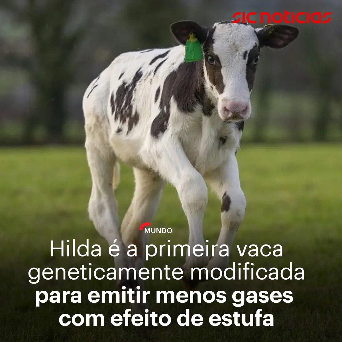 As vacas já nem se vão poder peidar…