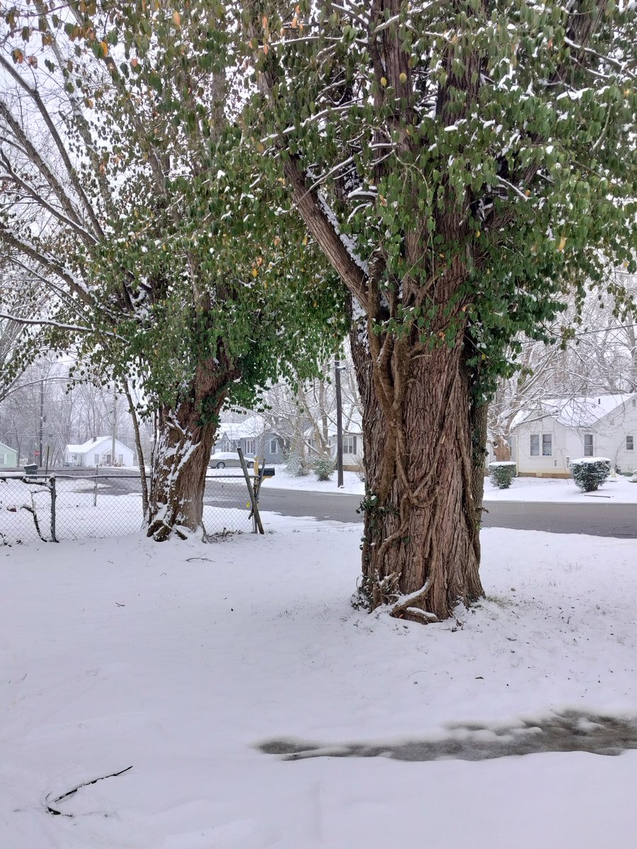 authorkeykokomo's tweet image. @NC5_LelanStatom Lehlan, #LoveYouBrother and I have a question for you. I have two trees in my front yard, that after #IceStorms and #Blizzards refuse to drop their #GreenLeaves! What's going on?