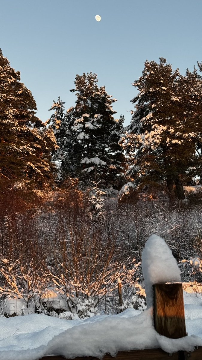 seonaidh mackenzie tweet media