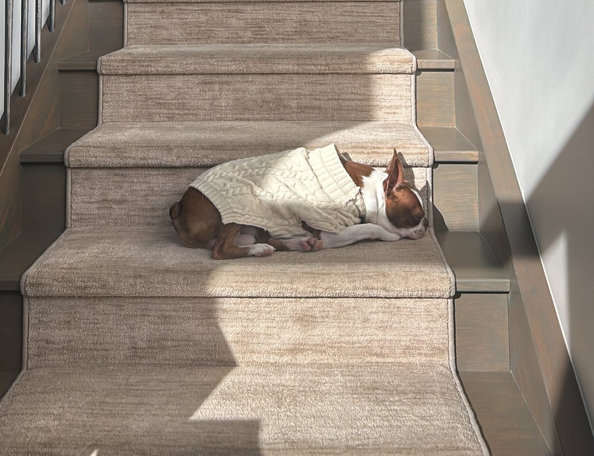 lfidi's tweet image. tamarindo esperando que caiga el gobierno