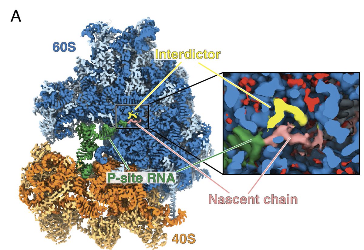 "On a molecular level, our structural studies reveal that interdictors bind in a linkerless heterobifunctional manner to both the rRNA and the nascent peptide chain ... much the way a PROTAC can be modularly designed and constructed"