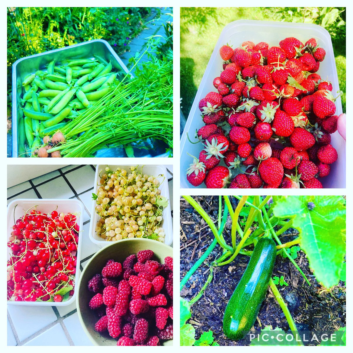 An evening with <a href="/TheMontyDon/">Monty Don</a> and gardens…. A great start of the weekend, hope to garden a bit and dreaming of summer #gardening #Britishgardens
