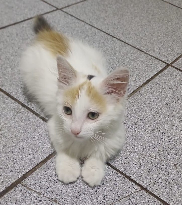 Señorita de 2 meses busca familia. Es muy amorosa❤️ Contacto 56 998885108 Por favor difundan🙏🏻 <a href="/urrutia_sonia/">Sonia Urrutia</a> <a href="/carolinapinoc/">Caro 🌲 C.</a> <a href="/AnimalParaiso/">AnimalParaíso</a> <a href="/mestizos_cl/">Mestizos Magazine</a> @AdopGatosChile <a href="/ValitoStore/">Tienda de Valito ®</a> <a href="/DanielVitis/">Daniel Vitis</a> <a href="/SoledadOnetto/">Soledad Onetto G.</a> <a href="/kattykowaleczko/">Katty Kowaleczko</a> <a href="/KarendTV/">Karen Doggenweiler L</a> <a href="/cristian_arayal/">🇨🇱 𝐂𝐑𝐈𝐒𝐓𝐈𝐀́𝐍 𝐀𝐑𝐀𝐘𝐀 - DIPUTADO</a> <a href="/sotomayor_el/">Sotito, el legado</a> <a href="/carohorr/">BlondeNotDumb</a>