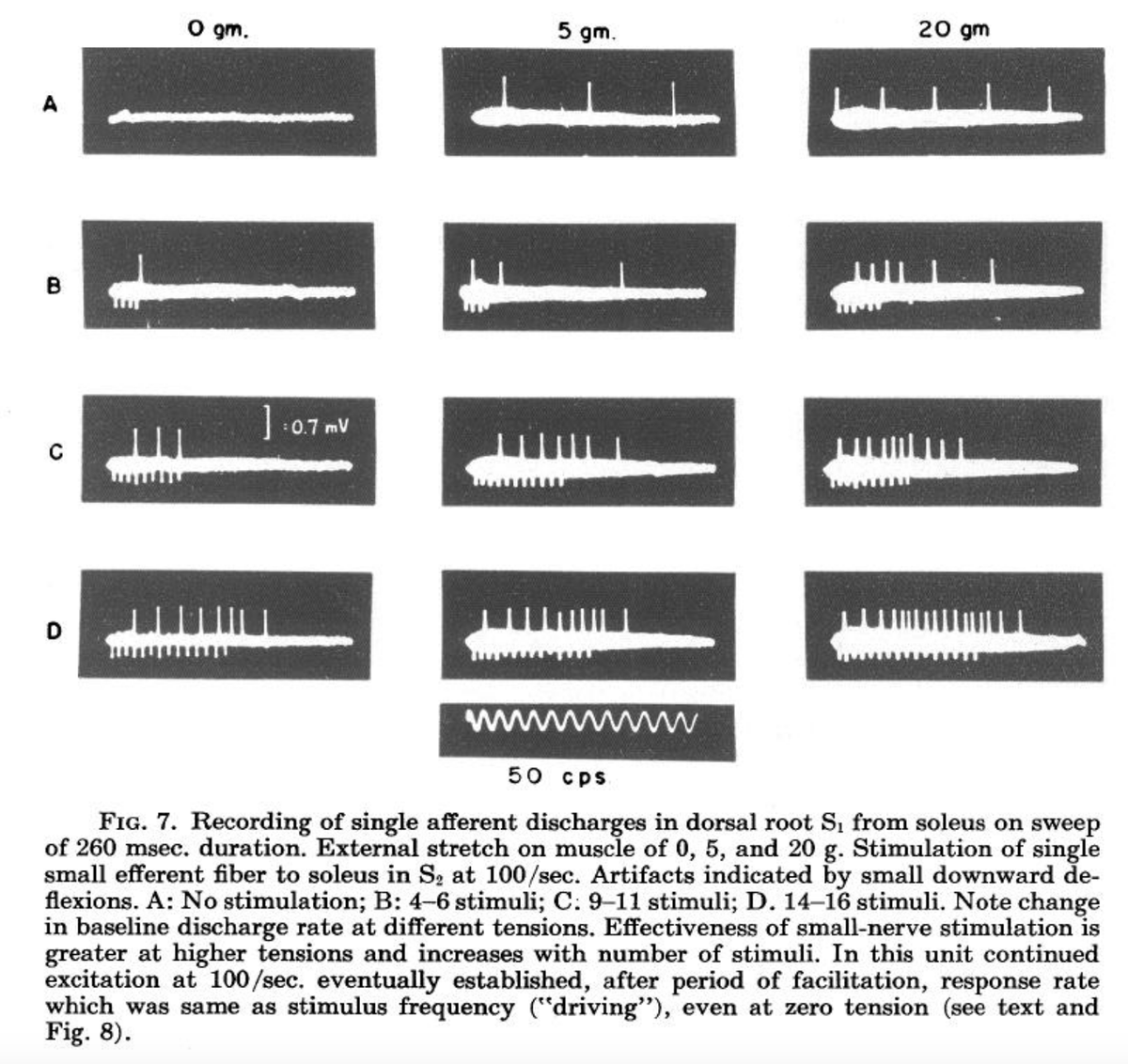 Something I love about teaching: the opportunity to revisit foundational studies. Here, the measurement of potentials in spindle afferents  under stimulation of individual fusimotor fibers (!) by Kuffler, Hunt, &amp; Qilliam.
journals.physiology.org/doi/abs/10.115…