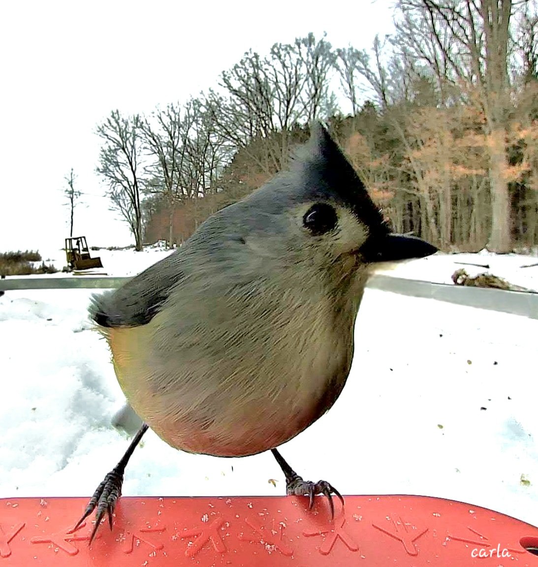 camera_bird's tweet image. Tufted titmouse