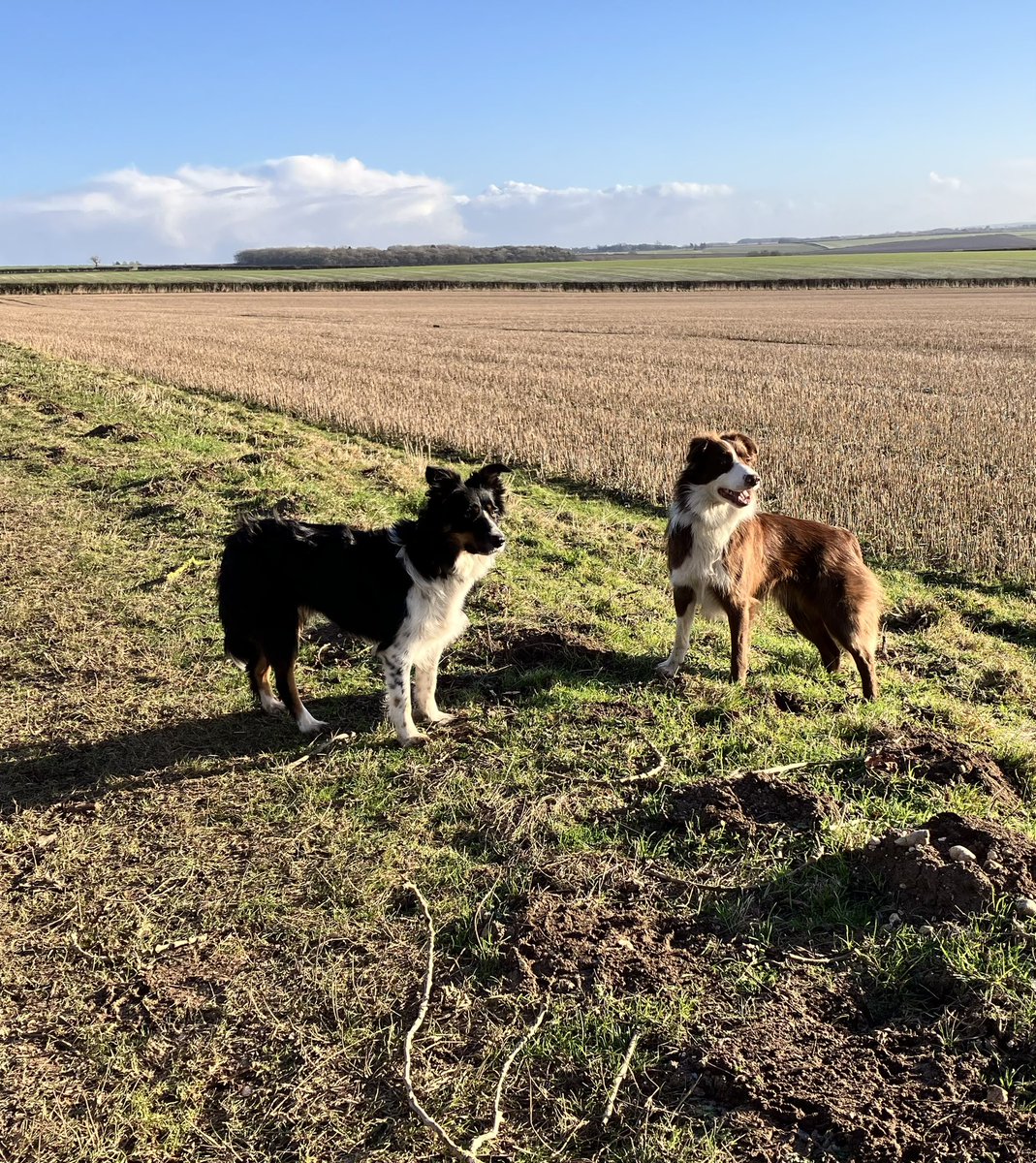 Out and about in the winter sunshine 
<a href="/BCTGB/">Border Collie Trust</a>