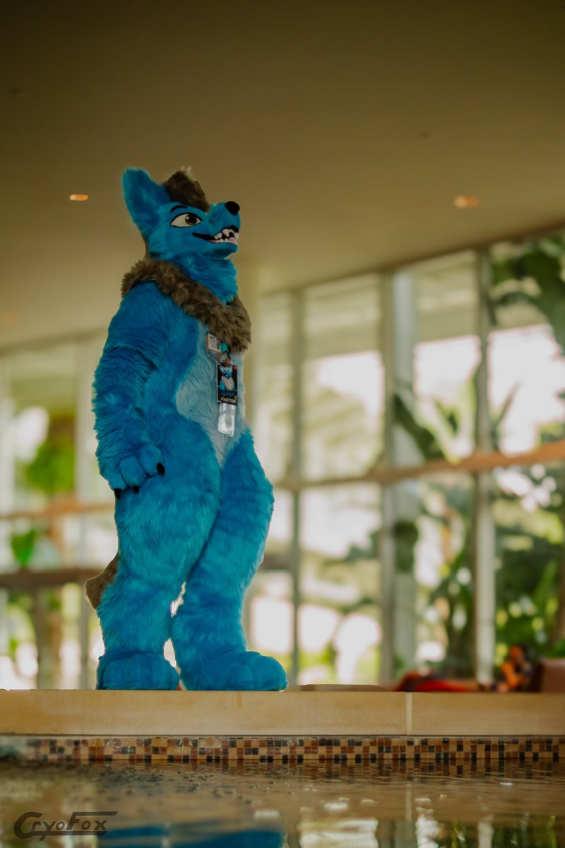 BlareTheWolf's tweet photo. Oh hey I saw a bird! #FursuitFriday 

🧵: @schmiggot 
📸: @CryoFrostFox https://t.co/gIrgjLB1GO