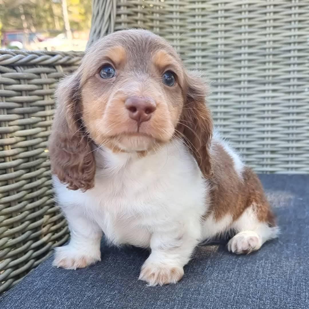 Gorgeous Dachshund puppy available. Our puppies have been vaccinated and their shots are up to date. They are very active and playful. They have a perfect temperament and they get along perfectly with kids contact us for more information please like and share.