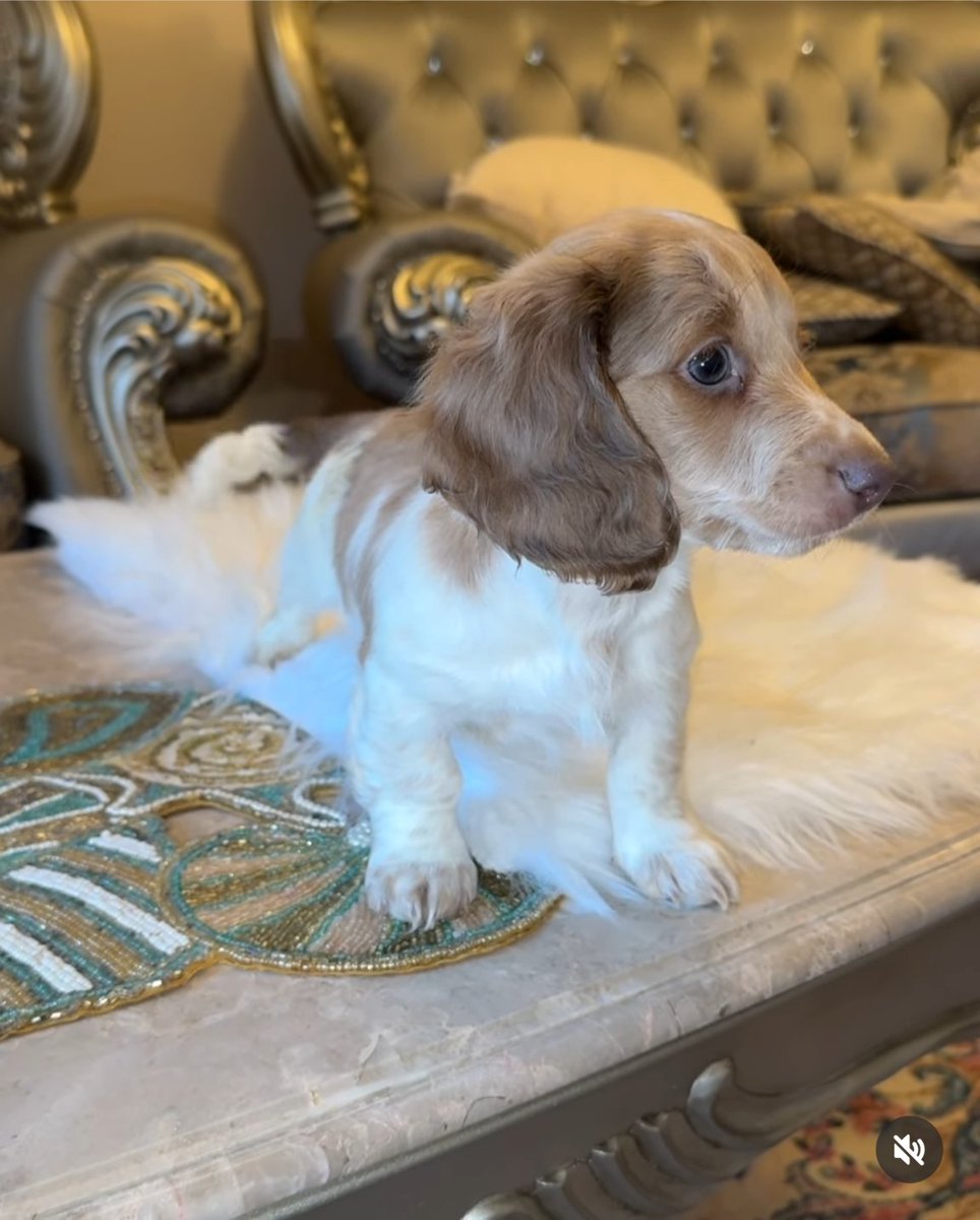 Gorgeous Dachshund puppy available. Our puppies have been vaccinated and their shots are up to date. They are very active and playful. They have a perfect temperament and they get along perfectly with kids contact us for more information please like and share.