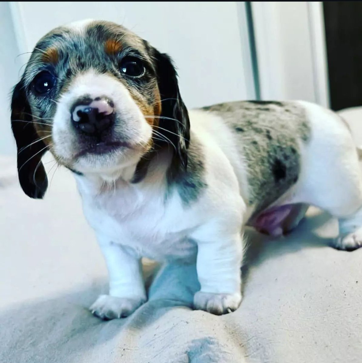 Gorgeous Dachshund puppy available. Our puppies have been vaccinated and their shots are up to date. They are very active and playful. They have a perfect temperament and they get along perfectly with kids contact us for more information please like and share.