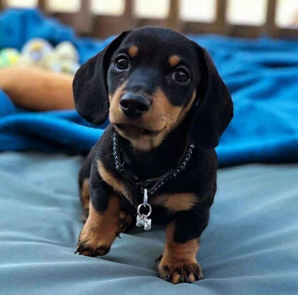 Gorgeous Dachshund puppy available. Our puppies have been vaccinated and their shots are up to date. They are very active and playful. They have a perfect temperament and they get along perfectly with kids contact us for more information please like and share.