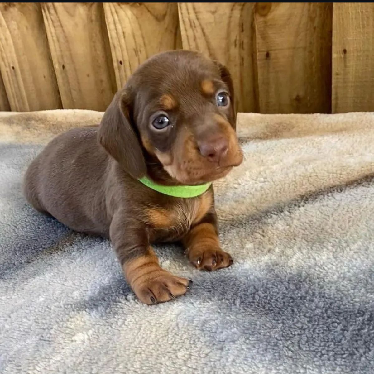 Gorgeous Dachshund puppy available. Our puppies have been vaccinated and their shots are up to date. They are very active and playful. They have a perfect temperament and they get along perfectly with kids contact us for more information please like and share.