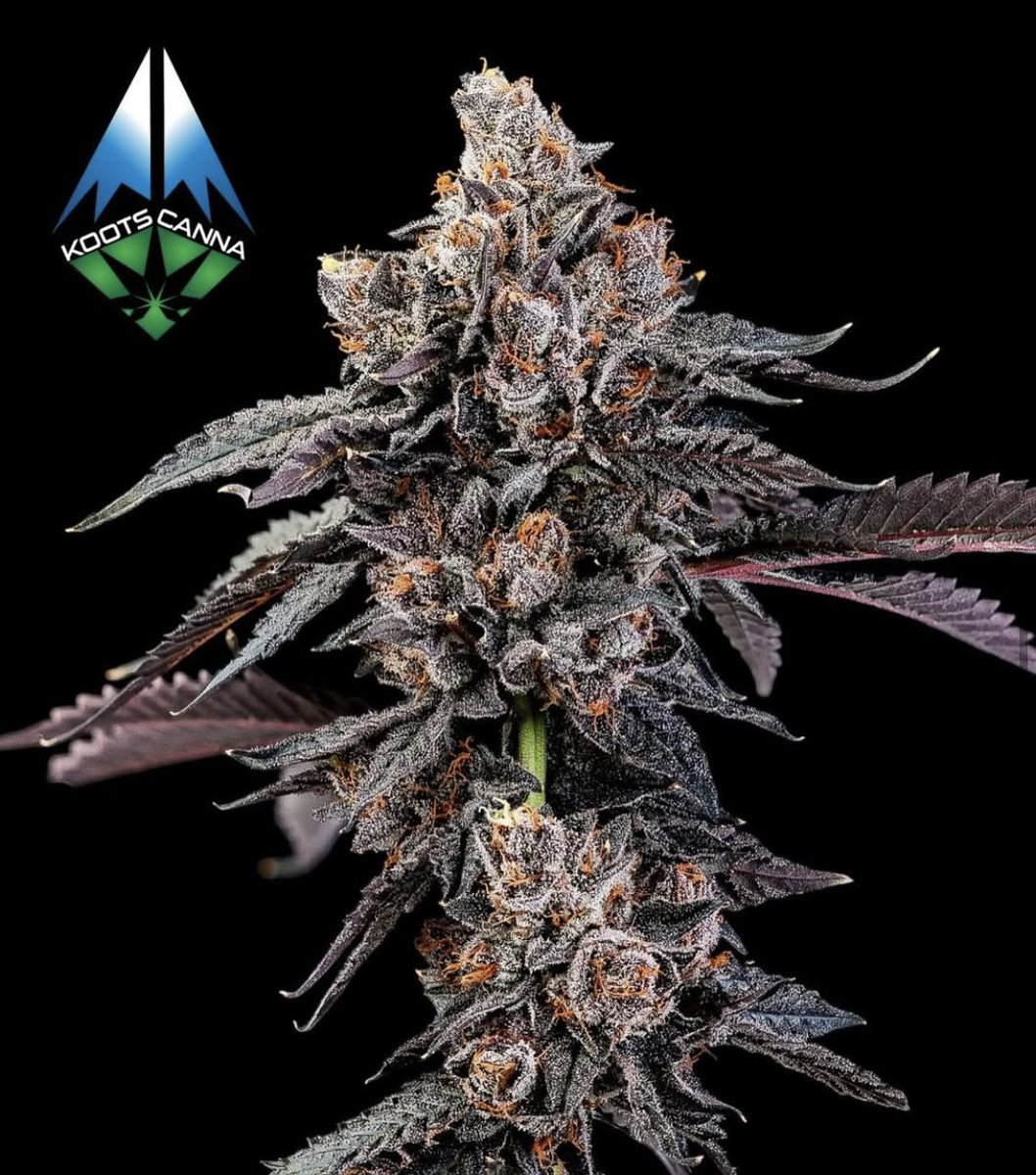 SixOneCharlie tweet media