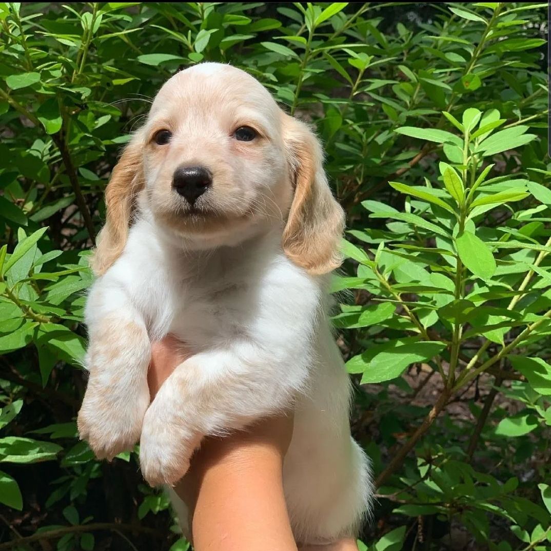 Gorgeous Dachshund puppy available. Our puppies have been vaccinated and their shots are up to date. They are very active and playful. They have a perfect temperament and they get along perfectly with kids contact us for more information please like and share.