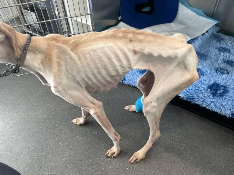 RSPCA (England & Wales) on X: "Peanut is the skinniest dog that our animal rescuer has ever seen alive, after she was found abandoned in a ditch in #Biggleswade on New Year's