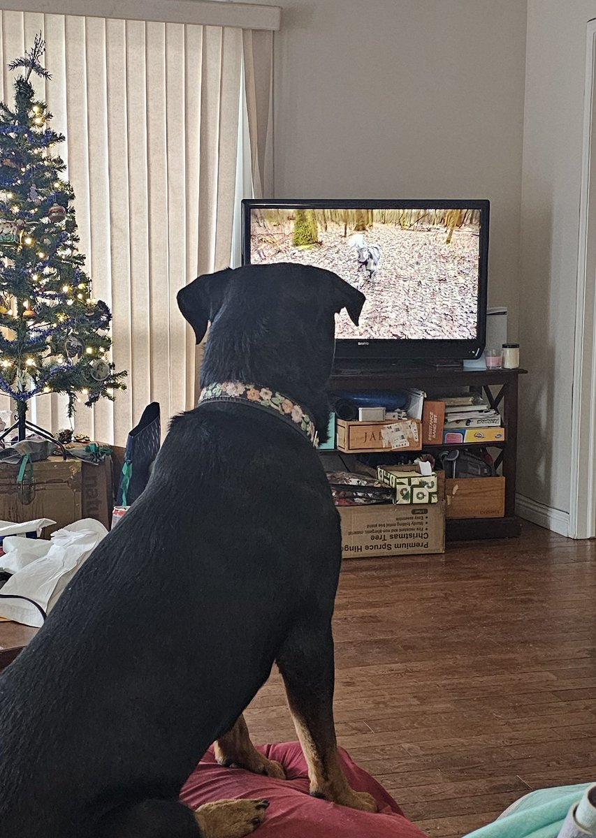 Today has been hard. Our vet called to give her condolences and we cried on the phone together. Kuno's massage therapist stopped by. She brought condolences from others in our local dog sport community. 
My ❤️ hurts so much today. It's starting to sink in. I can't help but think