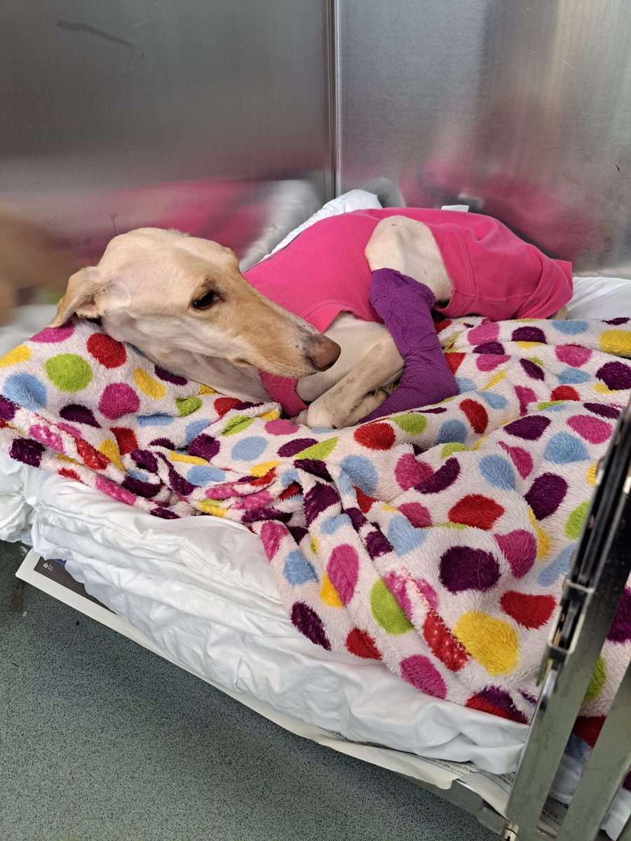 Peanut is the skinniest dog that our animal rescuer has ever seen alive, after she was found abandoned in a ditch in #Biggleswade on New Year's Day 💔

She is extremely emaciated, weak, and covered in pressure sores.

If you recognise Peanut, please contact us on 0300 123 8018.