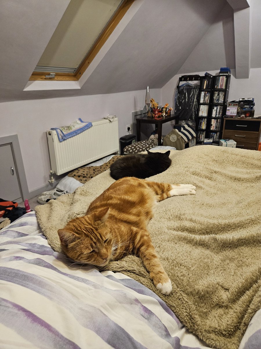Cosy Friday evening lounging in bed with wine, watching football. And the mr has become a cat rest. #cosy #CatsOfX