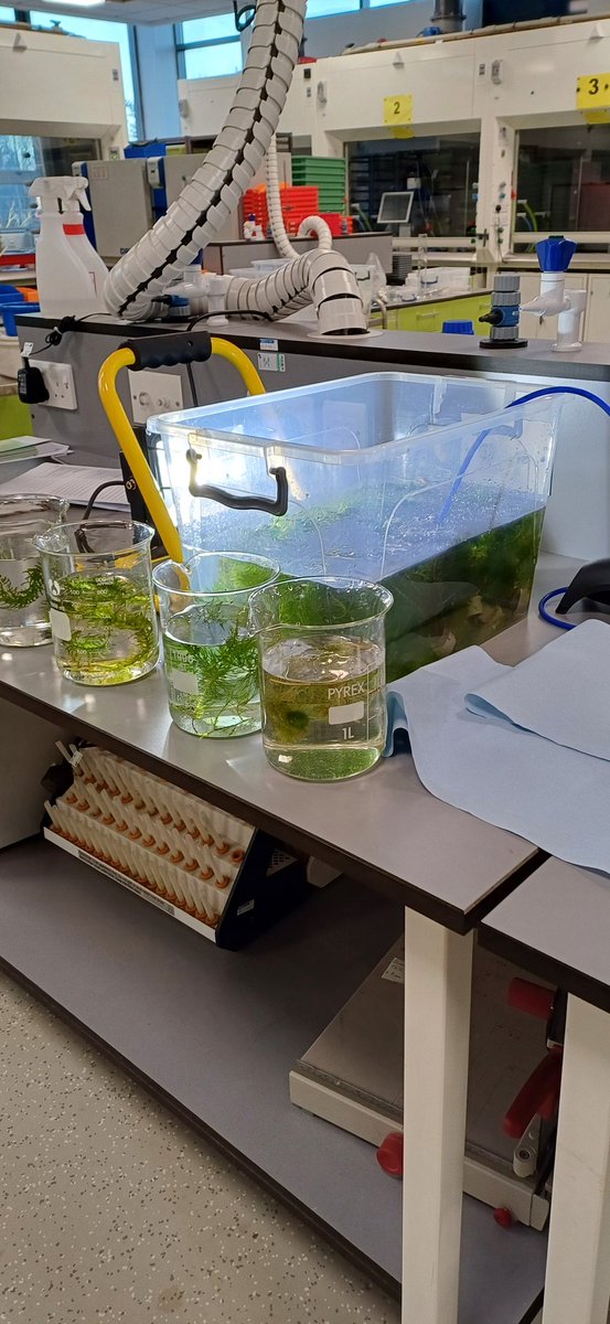 St Wilfrids Science tweet media