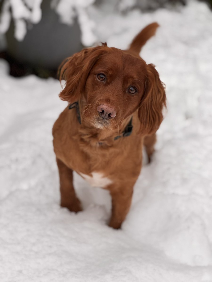 Snow Days