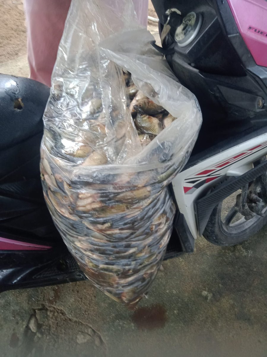 donna_cutest's tweet photo. Jumat 29-11-2024. Laporan produksi perikanan tangkap perairan darat, Bpk Ingga Desa Belanti Kec SP Padang Kab OKI Sumsel. 150 kg ikan Palau &amp; Sapil harga 12.000/kg, 8kg udang galah harga 150.000/kg, pemasaran ke pengolah  &amp; pedagang ikan
#luhlapor 
#GiatLuhkanSatminkalBRPPUPP https://t.co/j5KnZRLvbb