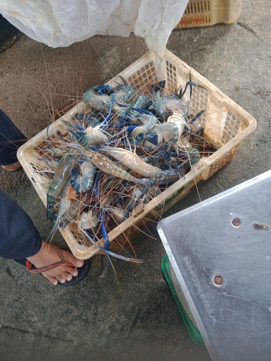 donna_cutest's tweet photo. Jumat 29-11-2024. Laporan produksi perikanan tangkap perairan darat, Bpk Ingga Desa Belanti Kec SP Padang Kab OKI Sumsel. 150 kg ikan Palau &amp; Sapil harga 12.000/kg, 8kg udang galah harga 150.000/kg, pemasaran ke pengolah  &amp; pedagang ikan
#luhlapor 
#GiatLuhkanSatminkalBRPPUPP https://t.co/j5KnZRLvbb