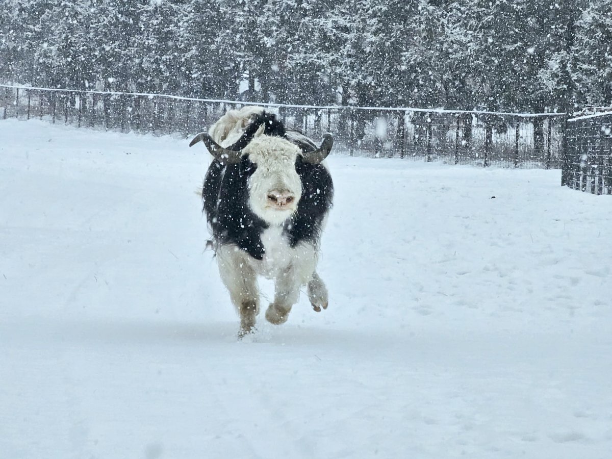 KAKEnews's tweet photo. Look at Gus the yak enjoying Thursday's snow at the @SedgwickCoZoo! 

📸 Keeper Carolyn

#KAKEnews https://t.co/WfEXA5Zzbg