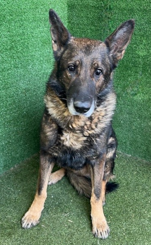 💔🆘💔A new pic of 10 yo #gsd ROCKY that is now on the Lancaster #California ACC website. He's 76 lbs. Please give this handsome older gent a look, or ask here about fostering for rescue. Adoption fee waived. 
info⬇️ #A5672712