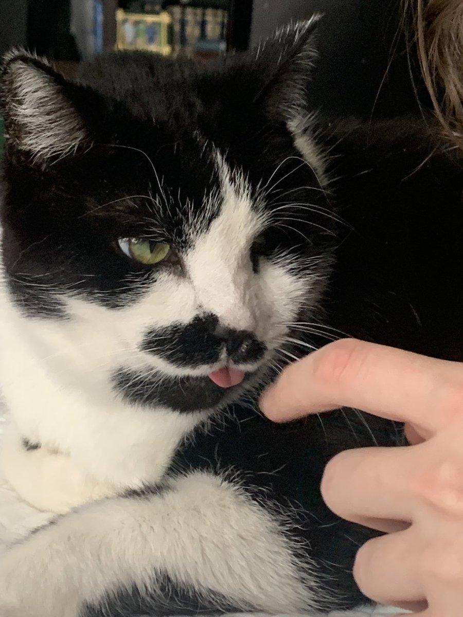 LynneMcbri8140's tweet image. I don’t know how she manages to look grumpy and ridiculous at the same but… 🤷‍♀️ #ladycat