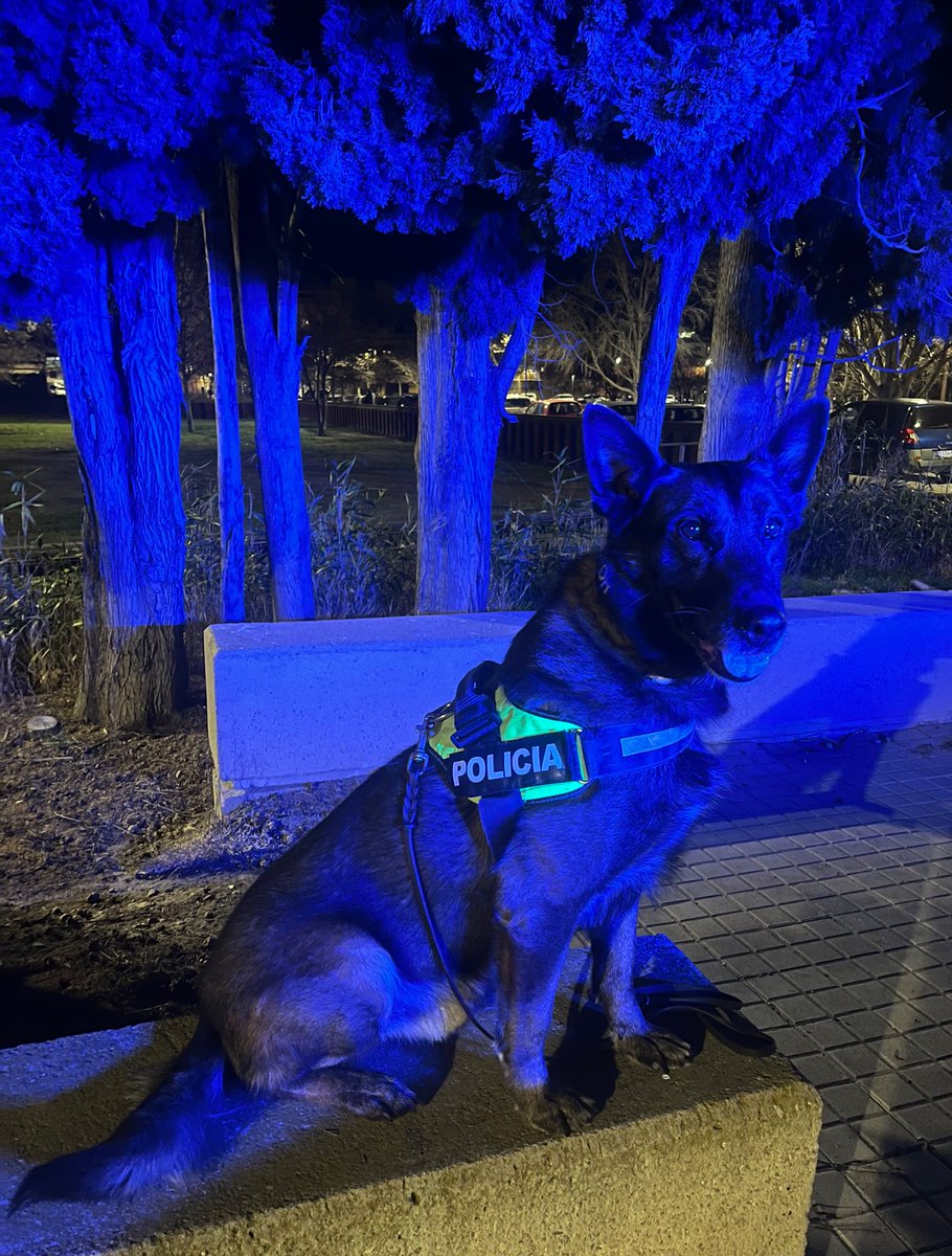 Quan, a més de ser fotogènic, ajudes a fer una ciutat més segura… 
;) 
Cuando, además de ser fotogénico, ayudas a crear una ciudad más segura… 
;) 
When in addition of being so photogenic you help keeping the city safe… 

#unidadcanina #k9unit #perrosdetectores #lladruc