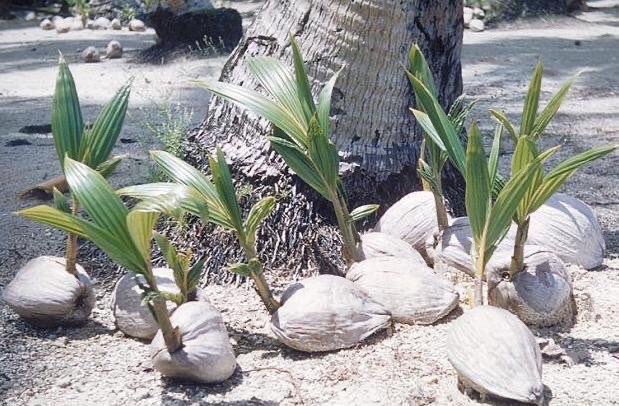 بذرة جوز الهند والتي يطلق على شجرتها جوز الهند المزدوج تعتبر اكبر بذرة نباتية في العالم.