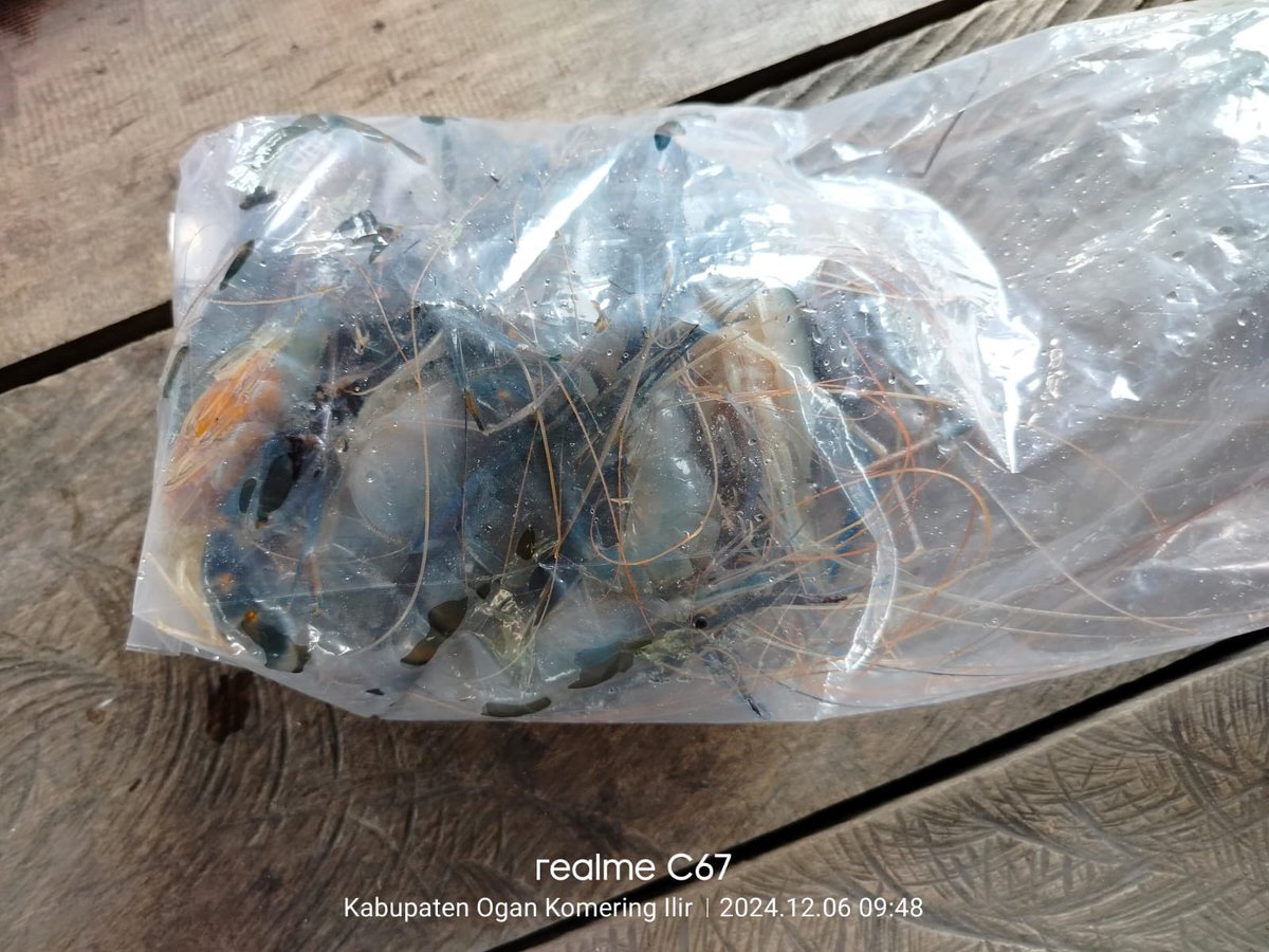 donna_cutest's tweet photo. Jumat 6-12-2024. Laporan produksi perikanan tangkap perairan darat, Bpk Wardani Desa Belanti Kec SP Padang Kab Ogan Komering Ilir Sumsel. 2kg ikan Baung harga 45.000/kg, 3kg udang galah harga 150.000/kg, pemasaran ke pedagang ikan
#luhlapor 
#GiatLuhkanSatminkalBRPPUPP https://t.co/aiYeDcq3Nv