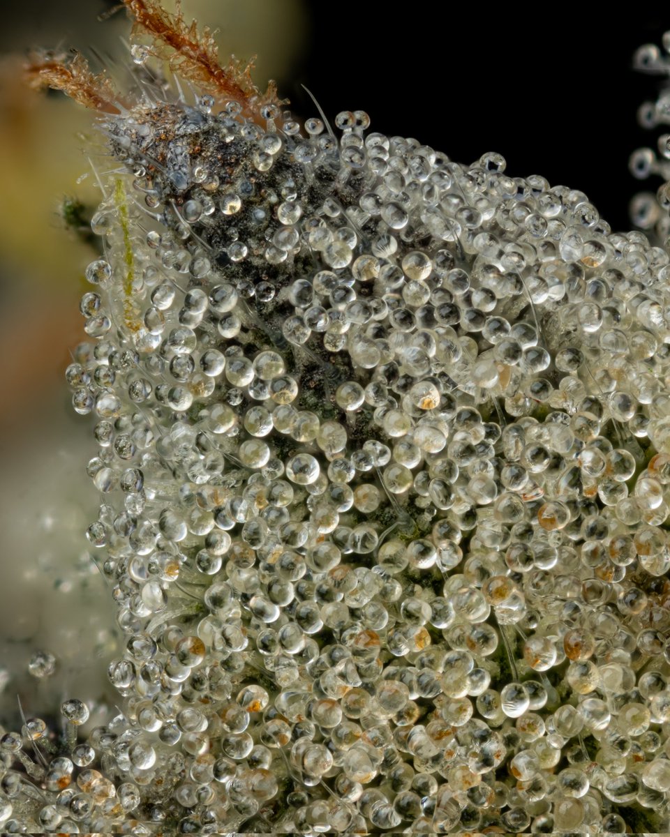 TheCuratorCoME's tweet photo. Grape Gas

Grown by Curated Cannabis 

Bred by Chris Lynch (While with Compound Genetics)

"You call that a dumper? This is a dumper."
- Crocodile Dundee