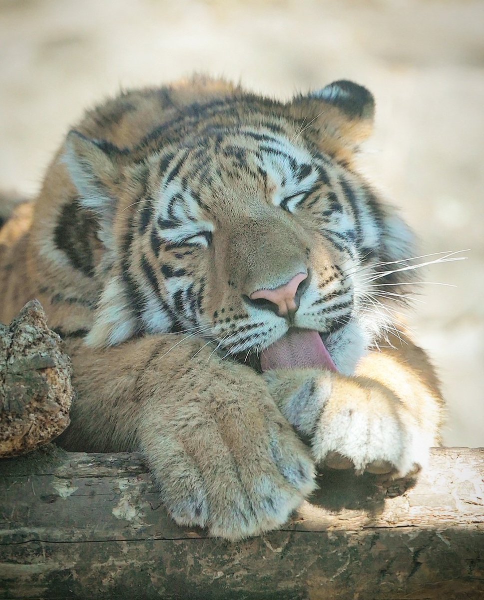 ふたばくんの優しい笑顔シリーズ🐯
#アムールトラ #多摩動物公園  #amurtiger #tiger