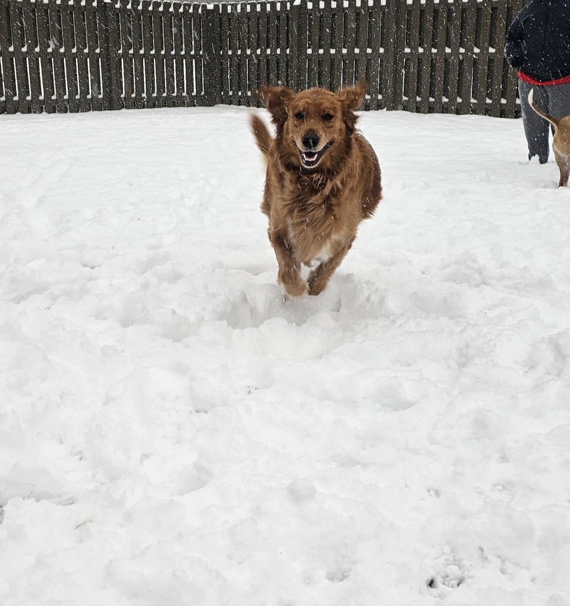 <a href="/spann/">James Spann</a> from Hartselle, AL. These dogs are loving the snow!
