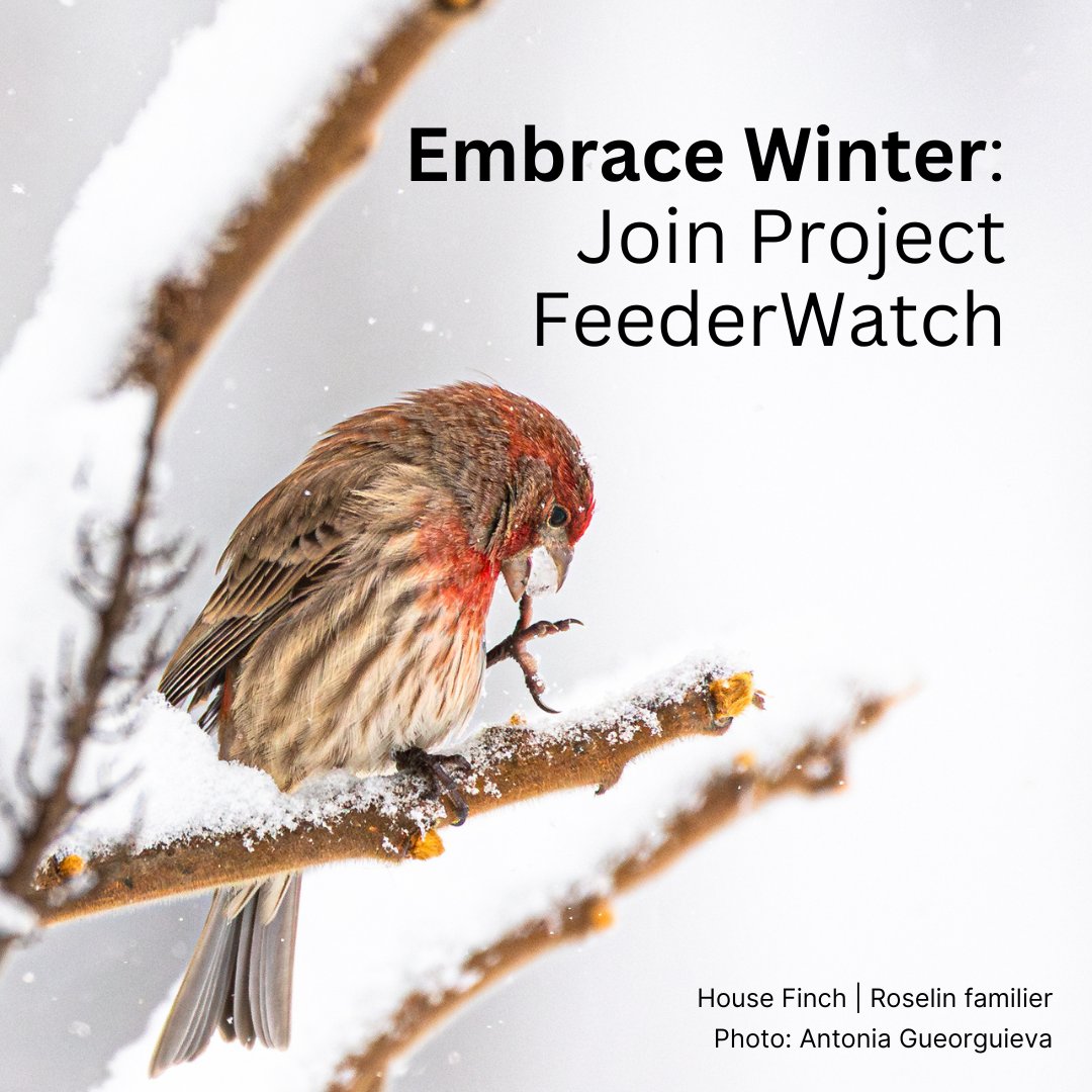Looking for a fun winter activity? It's the perfect time to join Project FeederWatch! 

Your sightings of winter birds make a big difference in understanding bird species’ ranges and abundances. Visit our website to join today: birdscanada.org/you-can-help/p…
