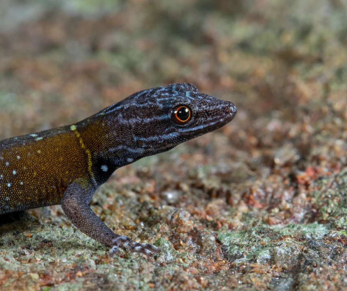 New year, new (species) discoveries!⁠
⁠
Check out CBC's latest article 'Huge hummingbird, 'starry night' gecko among new species of 2024' where they review some of the coolest finds from the past year.⁠
⁠
📸Akshay Khandekar⁠

cbc.ca/news/science/n…
